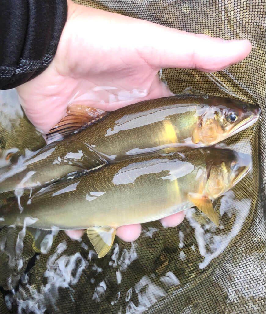 天然の鮎は、この艶が特徴的。養殖の鮎との違いを判別できる大きなポイントです。