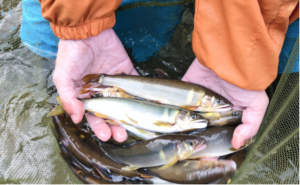 友釣りで釣った天然の鮎を掴んでいる様子